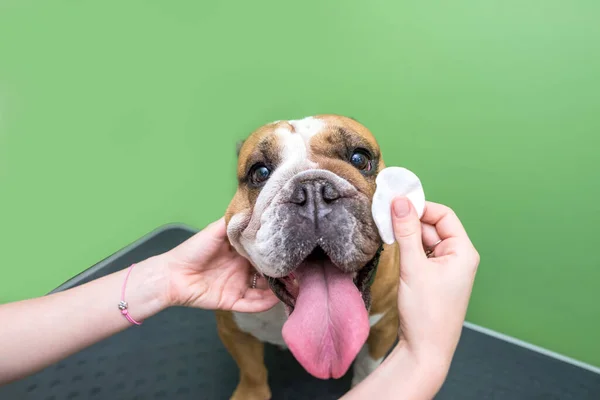 stock image A female groomer takes care of her dog. Girl's hands use a wet wipe to clean the head of an adult English bulldog
