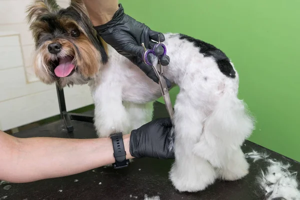 Preparação Cão Perto Mãos Groomer Trabalhando Com Cão Cão Yorkie — Fotografia de Stock