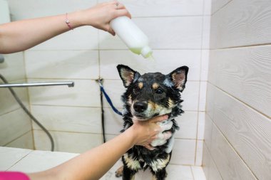 Siyah-beyaz Shiba Inu köpeği kuaförde. Bakımcı köpeği elleriyle yıkar..