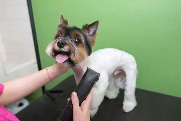 dog grooming close up. groomer\'s hands working with dog. Yorkie dog getting a haircut. Yorkshire terrier haircut trimmer