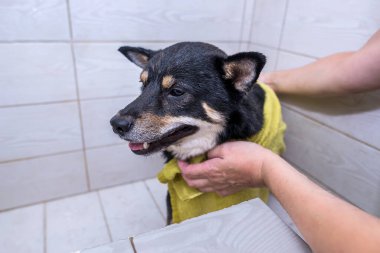 Tımarcının elleri banyo yaptıktan sonra köpeği havluyla kurutur..