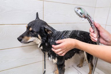 Siyah-beyaz Shiba Inu köpeği kuaförde. Bakımcı köpeği elleriyle yıkar..