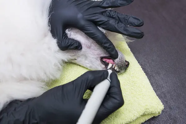 Ultrasonic cleaning of the teeth of a poodle dog without anesthesia. Groomer woman brushing white dog teeth
