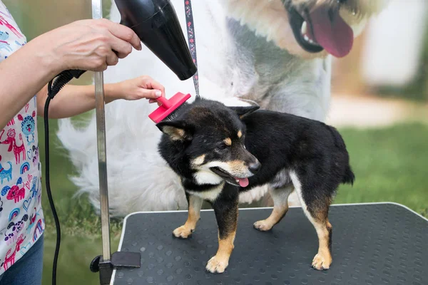 Shiba Inu dog in the groomer salon. The groomer\'s hands dry the wet wool with a hair dryer after washing. Sad Dog That Doesn\'t Like to Bathe and Comb