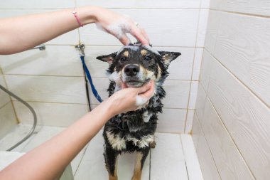 Siyah-beyaz Shiba Inu köpeği kuaförde. Bakımcı köpeği elleriyle yıkar..