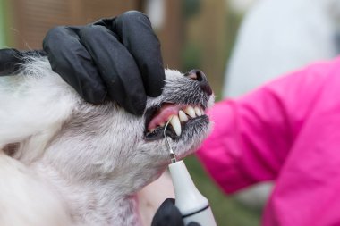Köpek diş bakımı. Profesyonel beyaz kaniş diş temizliği. Dişi bir tımarcı güzel bir kanişin dişlerini fırçalar..