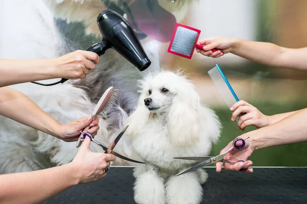 Professional dog care in a specialized salon. Groomers hold tools in their hands. groomer concept.