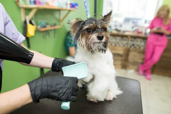 Curare Gli Animali Toelettatura Asciugatura Styling Cani Pettinatura Lana Padrone Foto Stock Royalty Free