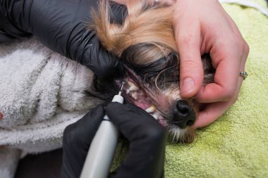 Köpek diş bakımı. Profesyonel beyaz kaniş diş temizliği.