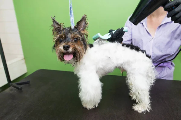 Animal grooming, grooming, drying and styling dogs, combing hair. The master groomer dries the hair with a hairdryer and takes care of the dog. Beautiful Yorkshire Terrier.