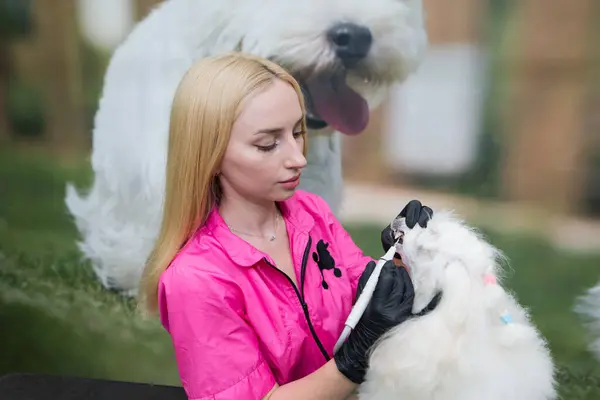 Dog dental care. Professional white poodle teeth cleaning