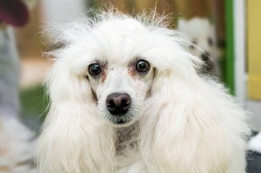 Güzel beyaz fino köpeği bir köpek salonunda.