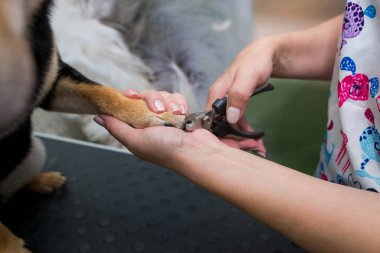 the process of cutting a Shiba Inu dog's claws using a nail clipper, close-up of a dog's paw, cutting a dog's claws, Shiba Inu manicure