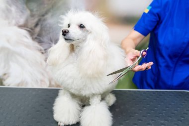 groomer cuts white poodle with scissors in dog salon.