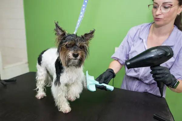 Animal grooming, grooming, drying and styling dogs, combing hair. The master groomer dries the hair with a hairdryer and takes care of the dog. Beautiful Yorkshire Terrier.
