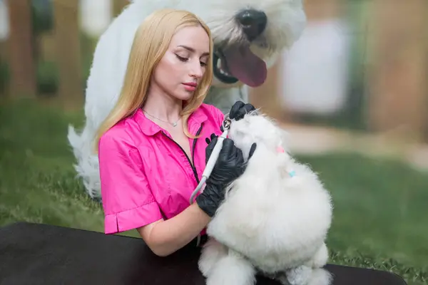 Dog dental care. Professional white poodle teeth cleaning