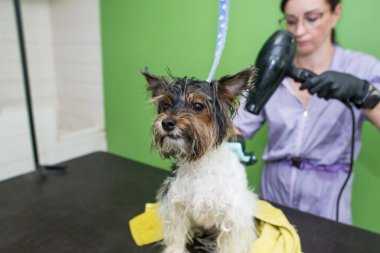 Hayvan bakımı, tımar, kurutma ve saç tarama. Usta tımarcı saç kurutma makinesiyle saçı kurutur ve köpeğe bakar. Güzel Yorkshire Teriyeri.