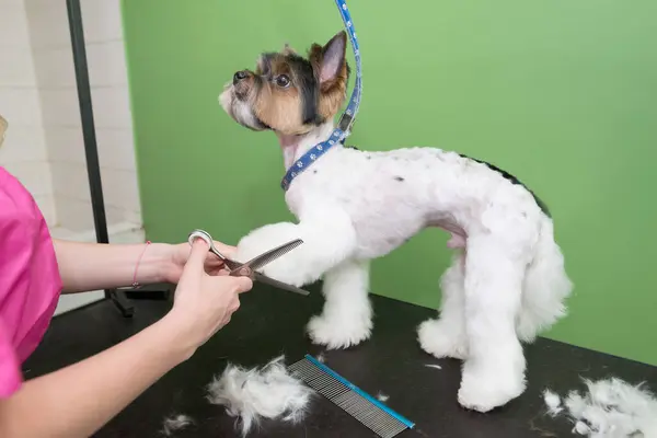 dog grooming close up. groomer's hands working with dog. Yorkie dog getting a haircut. Yorkshire terrier haircut trimmer