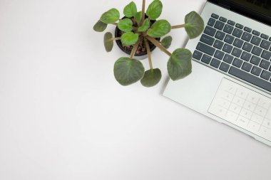 dizüstü bilgisayar ve bitki, üst görünüm, kopyalama alanı, metin için boşluk.