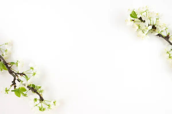 Splendido Fiore Primaverile Rami Albero Con Bellissimi Fiori Sfondo Bianco — Foto Stock