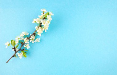 Bahar ağaçları. Bahar konsepti, açılış, şablon. Pastel mavi arka planda beyaz kiraz çiçeği ve fotokopi alanı..
