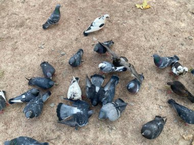 Güvercinler asfaltta yemek gagalarlar. Bir sürü güvercin..