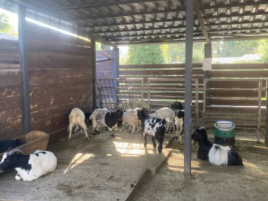 Koç, keçi ve koyunlar hayvanat bahçesindeki kaplamalarında