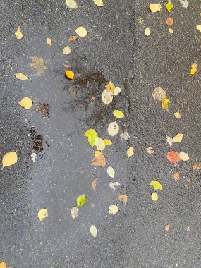 Islak asfaltta sarı yapraklar