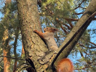 Zirvedeki bir orman parkında ağaçtaki güzel sincap.