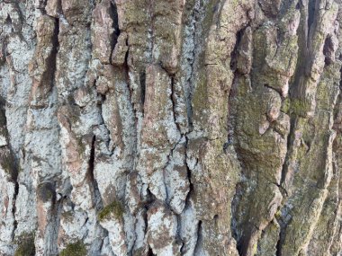 meşe kabuğu yakın plan, arkaplan, doku.