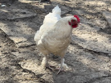 Tavuk dışarıda. Köydeki tavuk için Krkpny planı