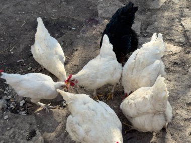 Köydeki bahçede tavuklar. Tavuklar yiyeceği gagalar.