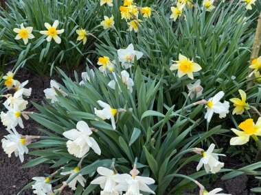 Bahçedeki bir çiçek tarhında yetişen sarı nergisler. Parkta nergisler büyüyor. Bahar çiçeği arkaplanı