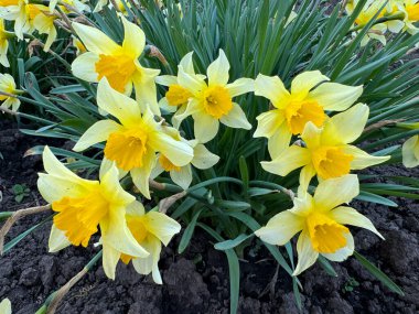 Bahçedeki bir çiçek tarhında yetişen sarı nergisler. Parkta nergisler büyüyor. Bahar çiçeği arkaplanı