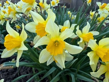 Bahçedeki bir çiçek tarhında yetişen sarı nergisler. Parkta nergisler büyüyor. Bahar çiçeği arkaplanı