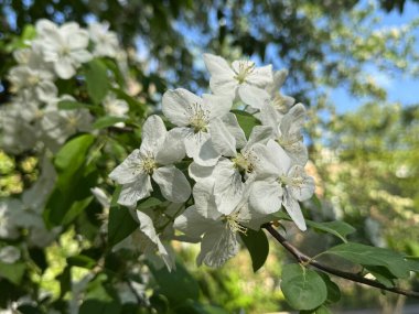 Bahar bahçesinde çiçek açan elma ağacı. Ağaçtaki beyaz çiçeklere yaklaş