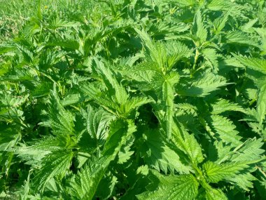 Isırgan otu fotoğrafı. Yumuşak yeşil yapraklı ısırgan otu. Geçmişi. Toprakta yetişen ısırgan otu. Nettle doğal bir arka planda.