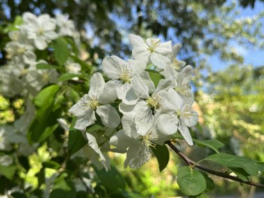 Bahar bahçesinde çiçek açan elma ağacı. Ağaçtaki beyaz çiçeklere yaklaş