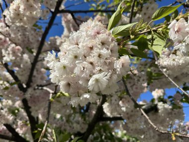Parkta kiraz çiçekleri. Bahar mevsiminde parkta güzel sakura çiçekleri.