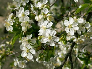 Ukrayna bahçesinde beyaz kiraz çiçekleri. İnanılmaz bahar çiçekleri. Güzel çiçekli kiraz ağacı dalları.