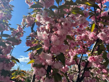 Parkta kiraz çiçekleri. Bahar mevsiminde parkta güzel sakura çiçekleri.