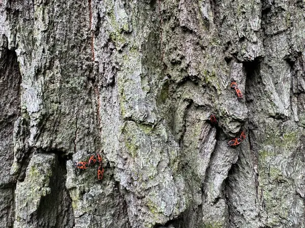 Baharda ağaç kabuğunda turuncu böcekler