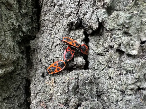 Baharda ağaç kabuğunda turuncu böcekler