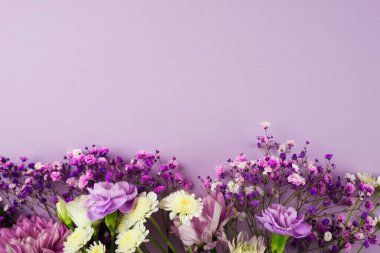 Mor arkaplandaki mor çiçeklerin yaratıcı düzeni. Fotokopi alanı olan bir daire. Çiçek düzenlemesi. Tebrik kartı, düz konum, üst görünüm.