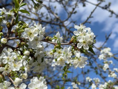 Ukrayna bahçesinde beyaz kiraz çiçekleri. İnanılmaz bahar çiçekleri. Güzel çiçekli kiraz ağacı dalları.