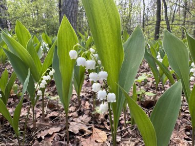 Ormandaki güzel zambaklar