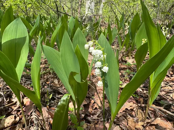 Ormandaki güzel zambaklar