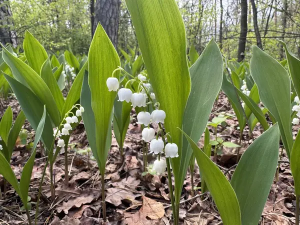 Ormandaki güzel zambaklar