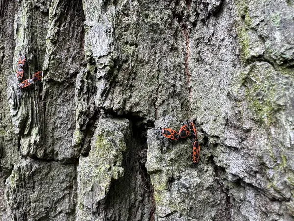 Baharda ağaç kabuğunda turuncu böcekler
