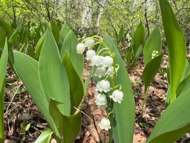 Ormandaki güzel zambaklar